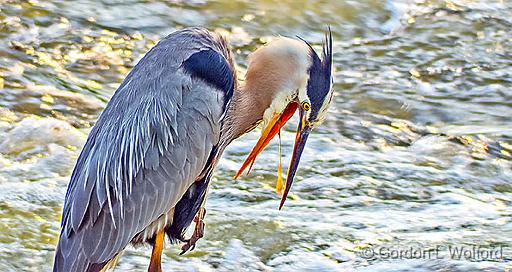 Barfing Bird_DSCF4230.jpg - Great Blue Heron (Ardea herodias) photographed along the Rideau Canal Waterway at Smiths Falls, Ontario, Canada.